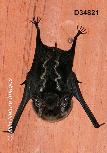 Greater Sac-winged Bat (Saccopteryx bilineata)